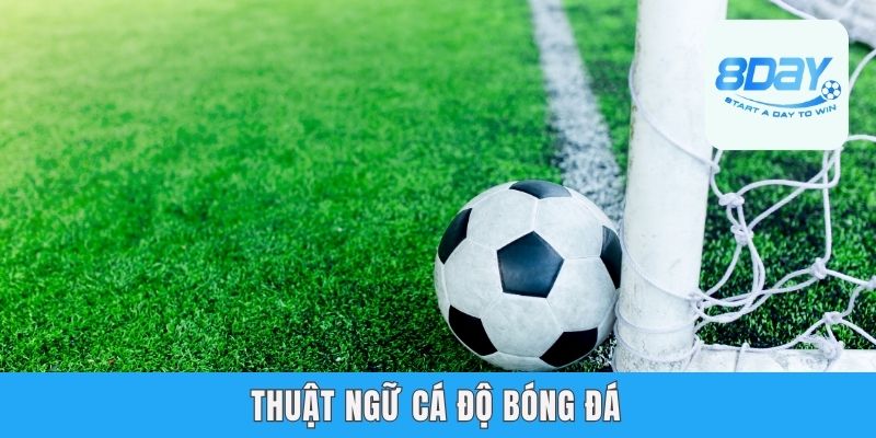 Thuật Ngữ Cá Độ Bóng Đá - 8day Giải Nghĩa Từ Cho Newbies